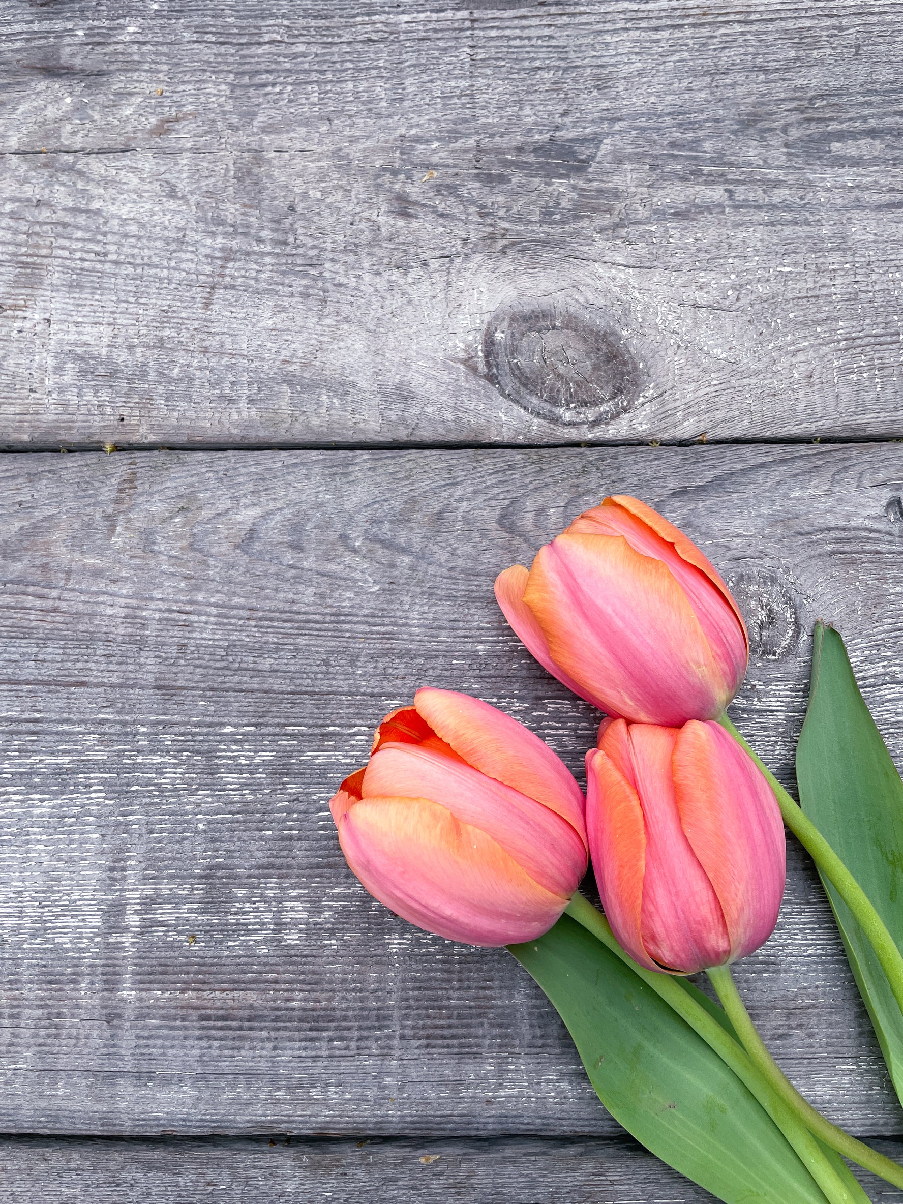 Tulip Bulbs Apricot Impression