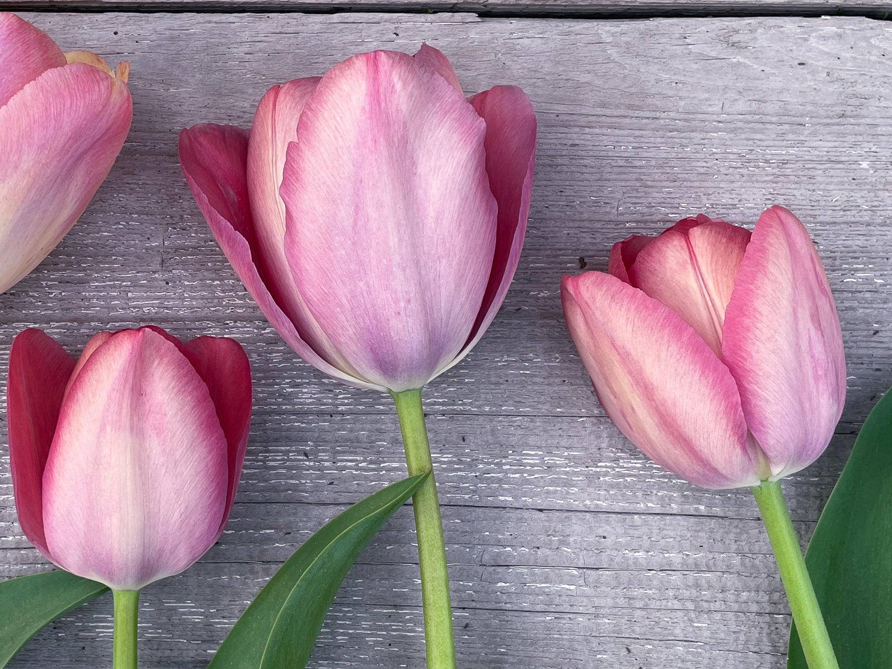 Tulip Bulbs Mystic Van Eijk