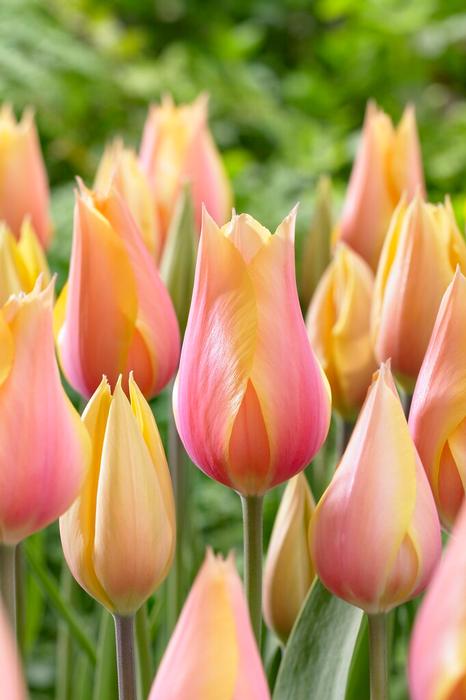 Blushing Lady tulip