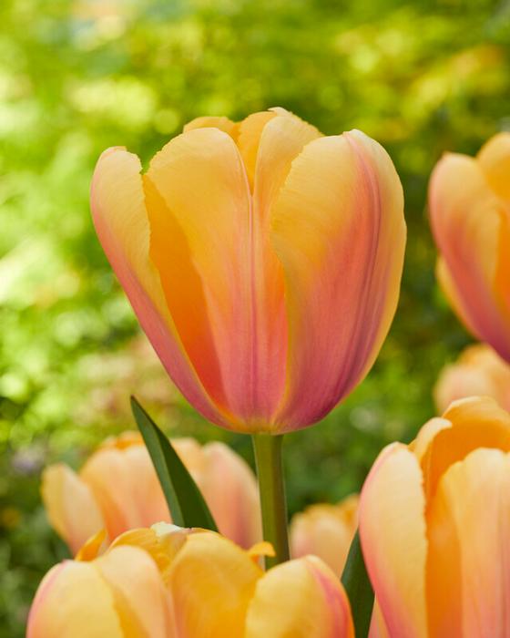 Blushing Impression tulip
