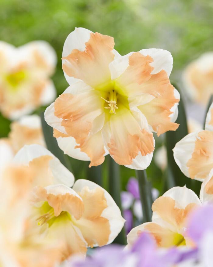 Cum Laude daffodil