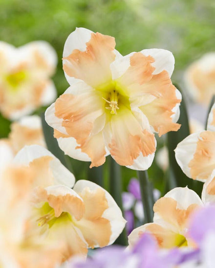 Cum Laude daffodil
