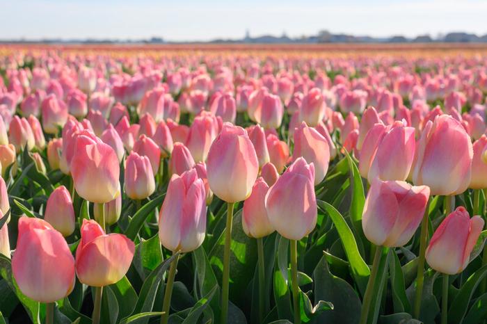 Kunyun tulip