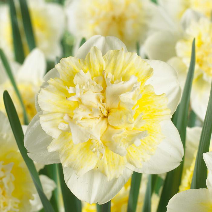 Ice King daffodil