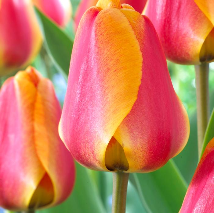 Apeldoorn's Elite tulip