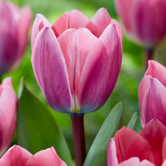 Light and Dreamy tulip