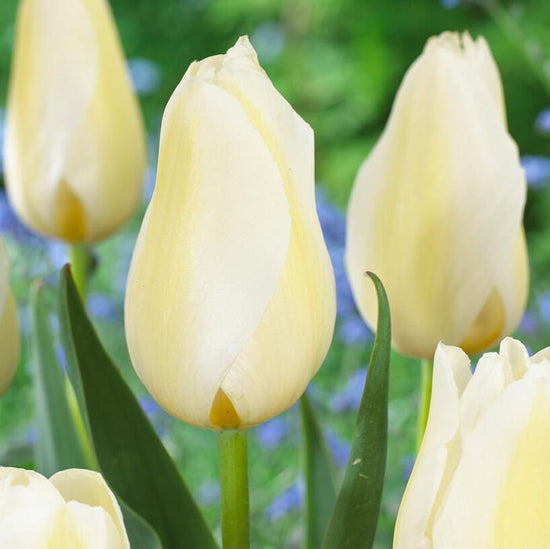 Orleans tulip
