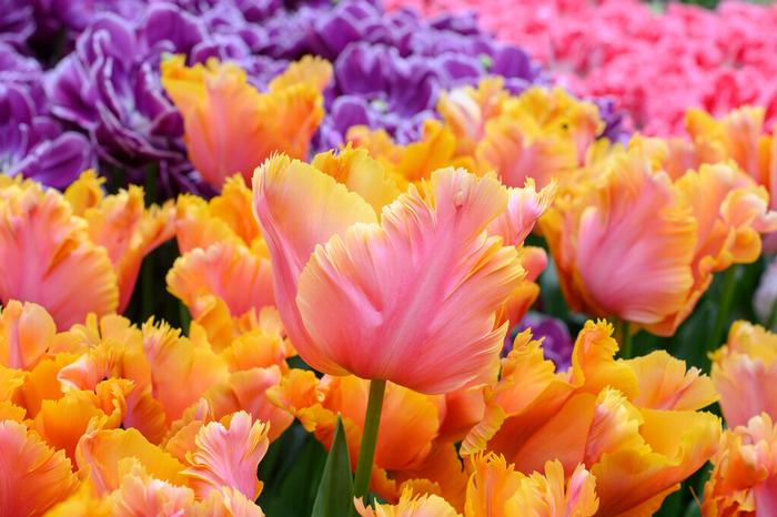 Amazing Parrot tulip