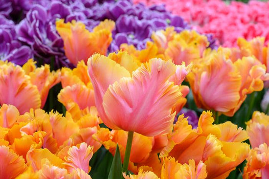 Amazing Parrot tulip