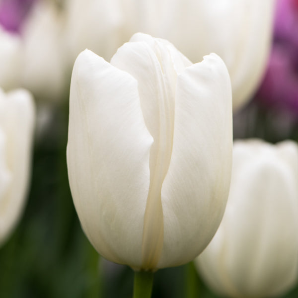 Tulip Bulbs Hakuun