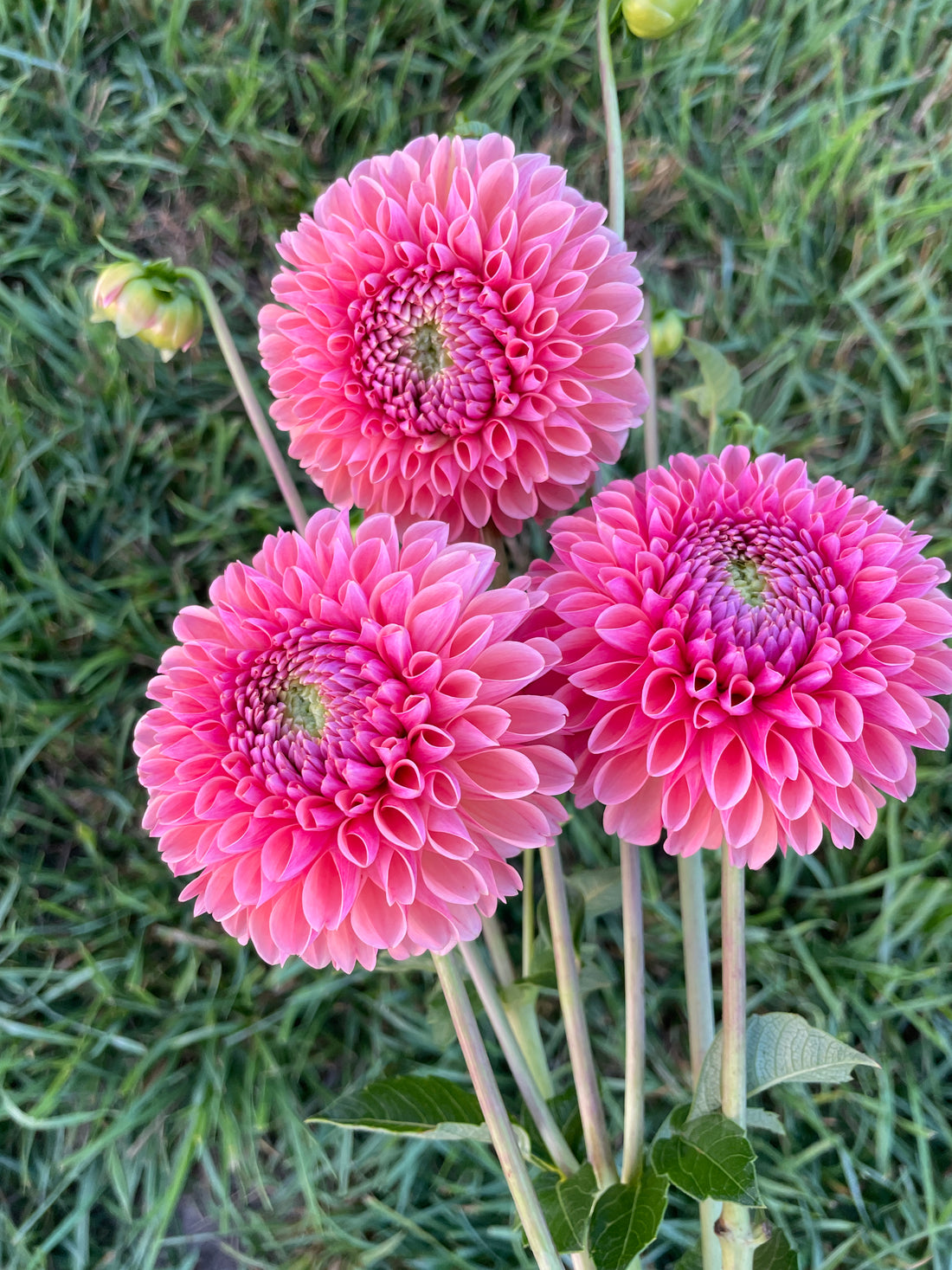Linda's Baby Dahlia Tuber