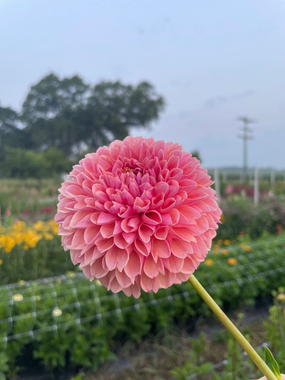 Linda's Baby Dahlia Tuber