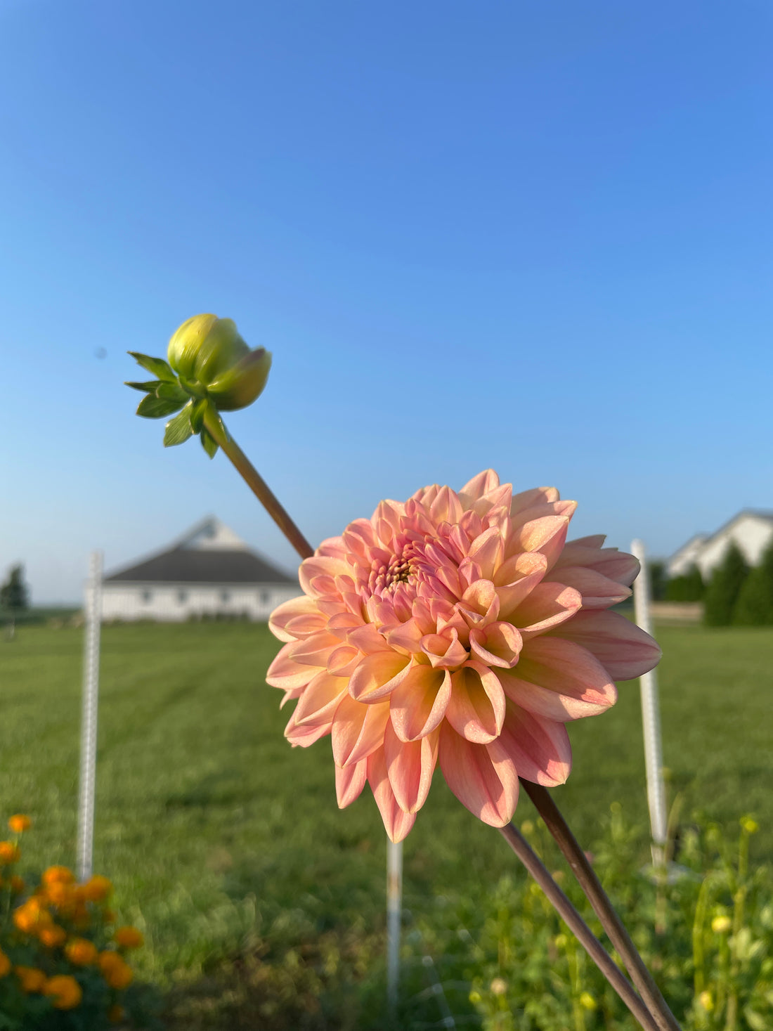 Lark's Ebbe Dahlia Tuber