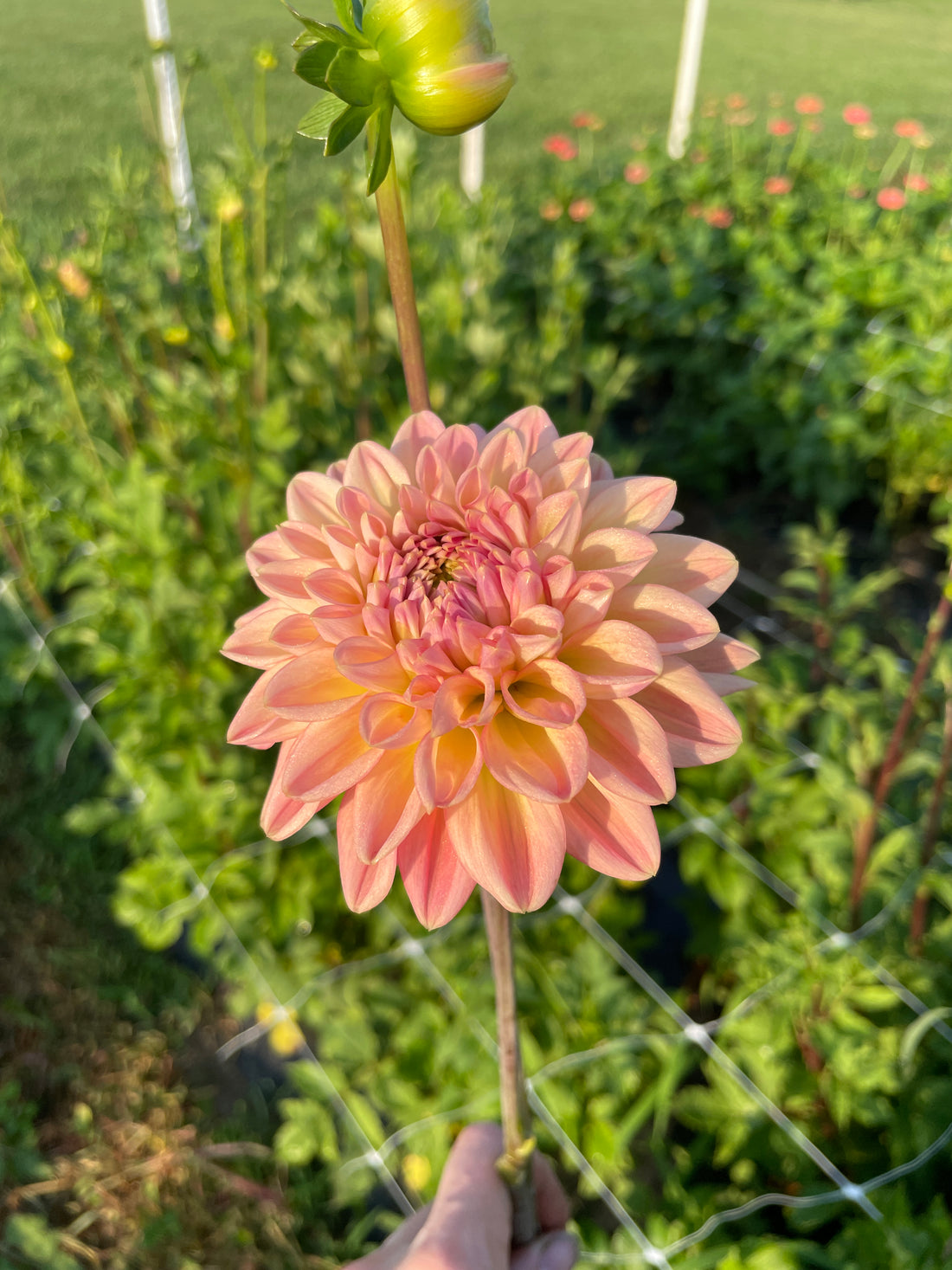 Lark's Ebbe Dahlia Tuber