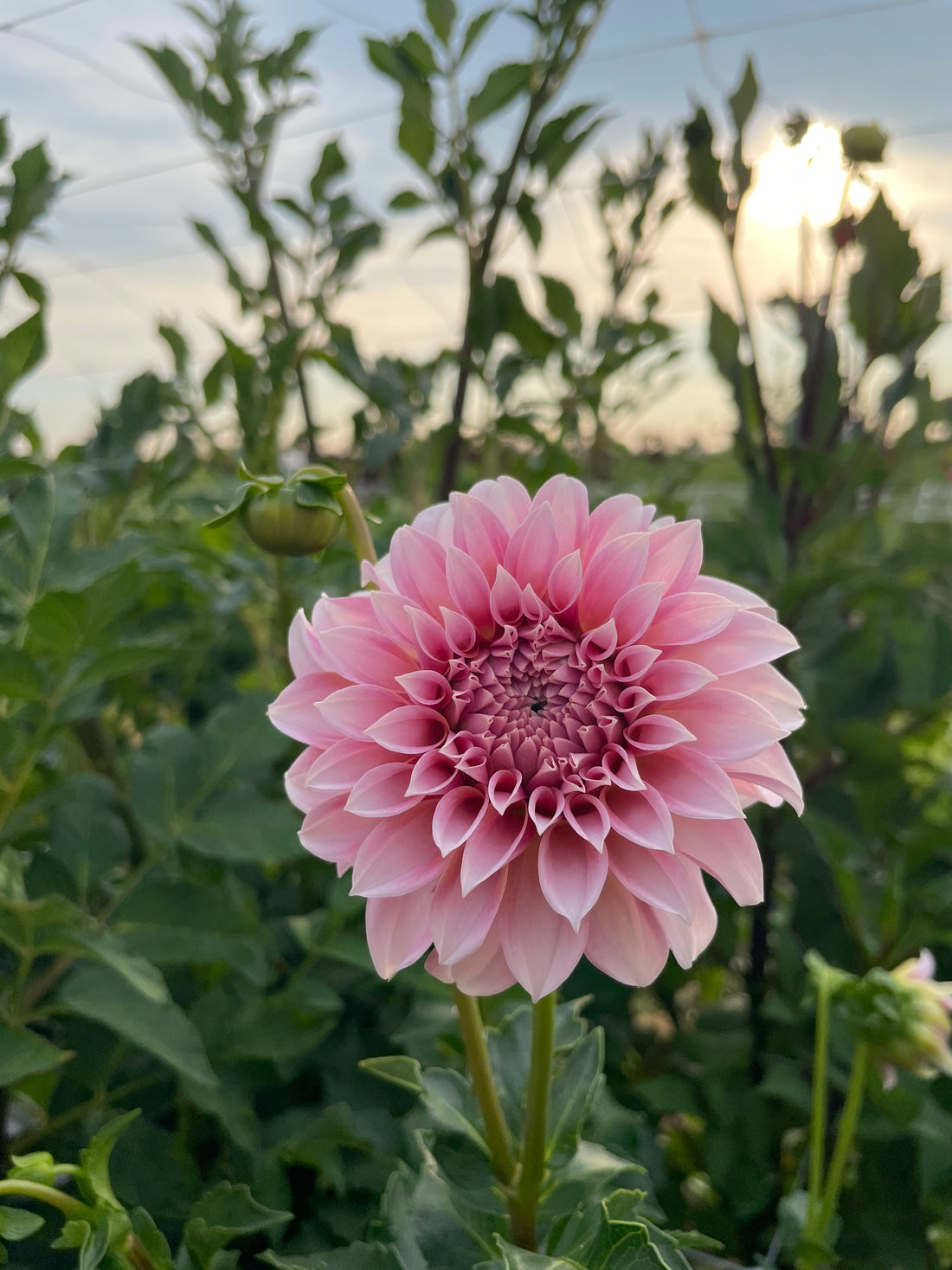 Peaches N' Cream Dahlia Tuber