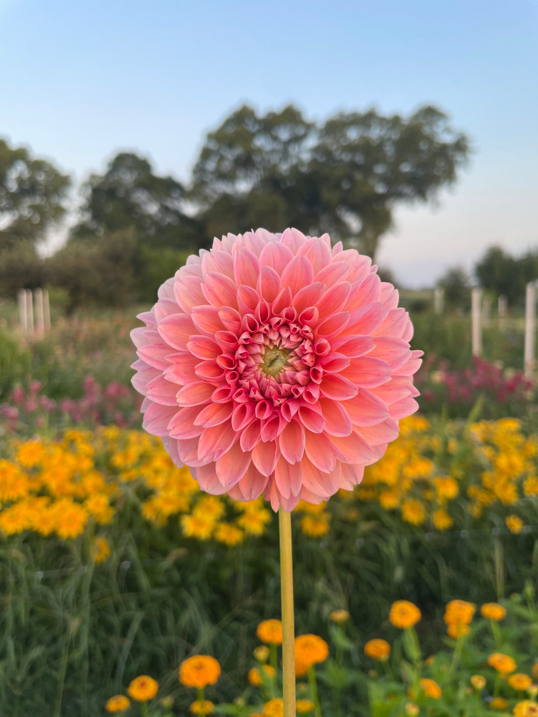 Linda's Baby Dahlia Tuber
