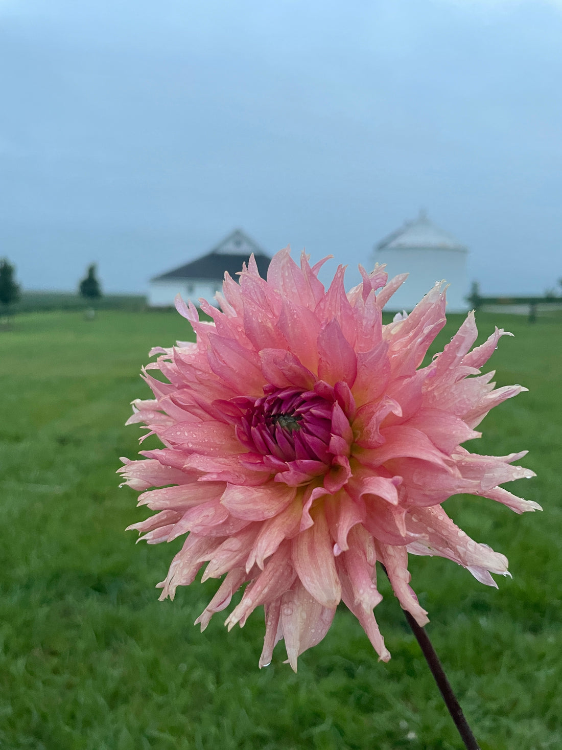 Terracotta Dahlia Tuber