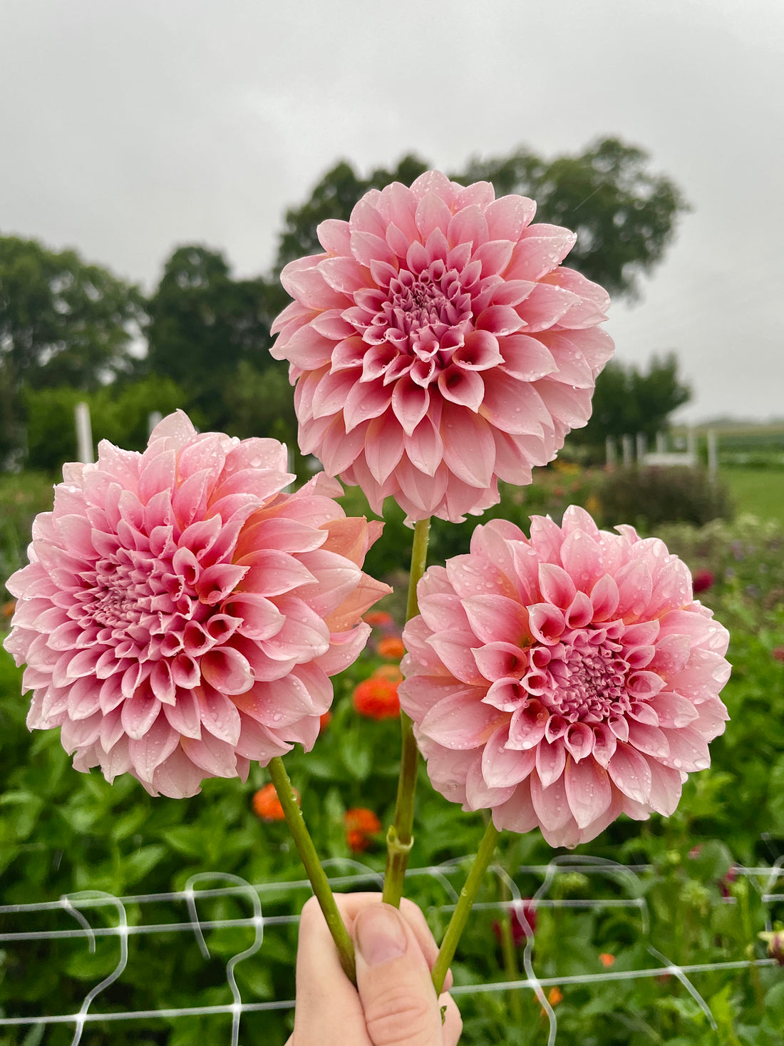 Peaches N' Cream Dahlia Tuber