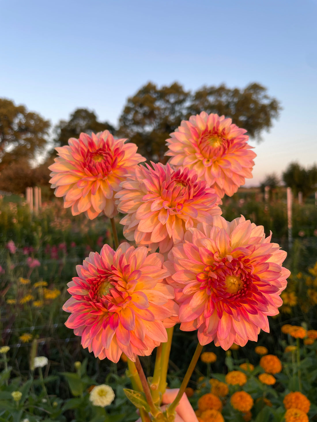 Oreti Adele Dahlia Tuber