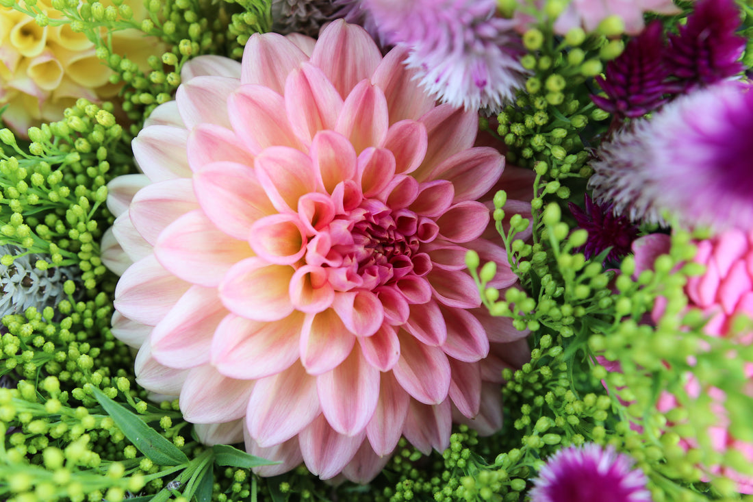 Lark's Ebbe Dahlia Tuber