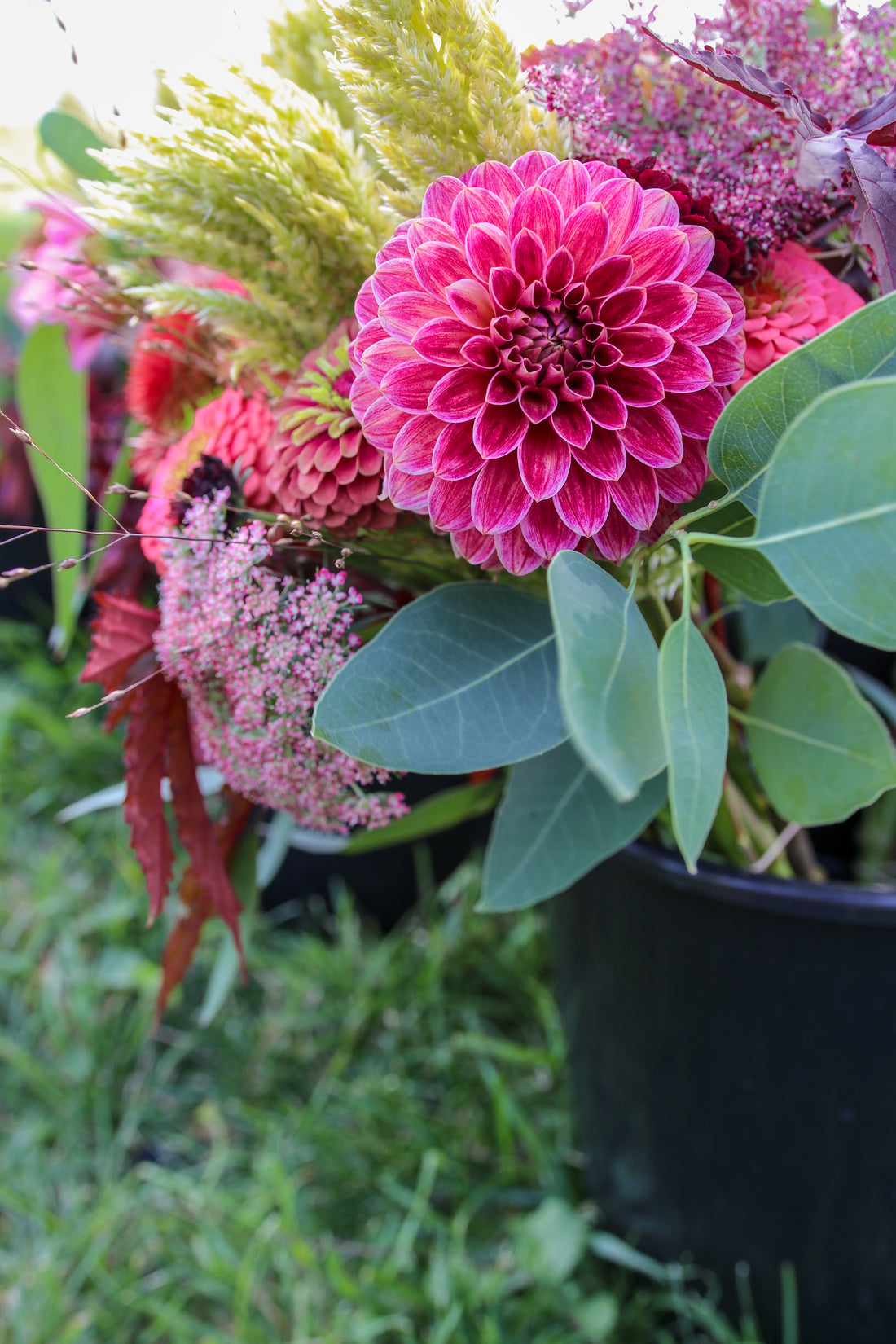 Rosie Jo Dahlia Tuber