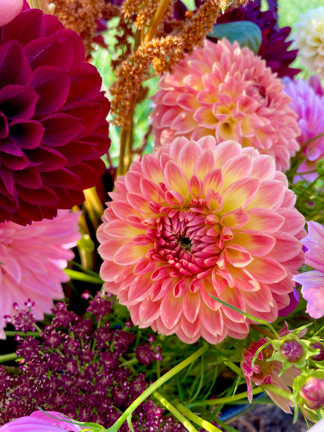 Oreti Adele Dahlia Tuber