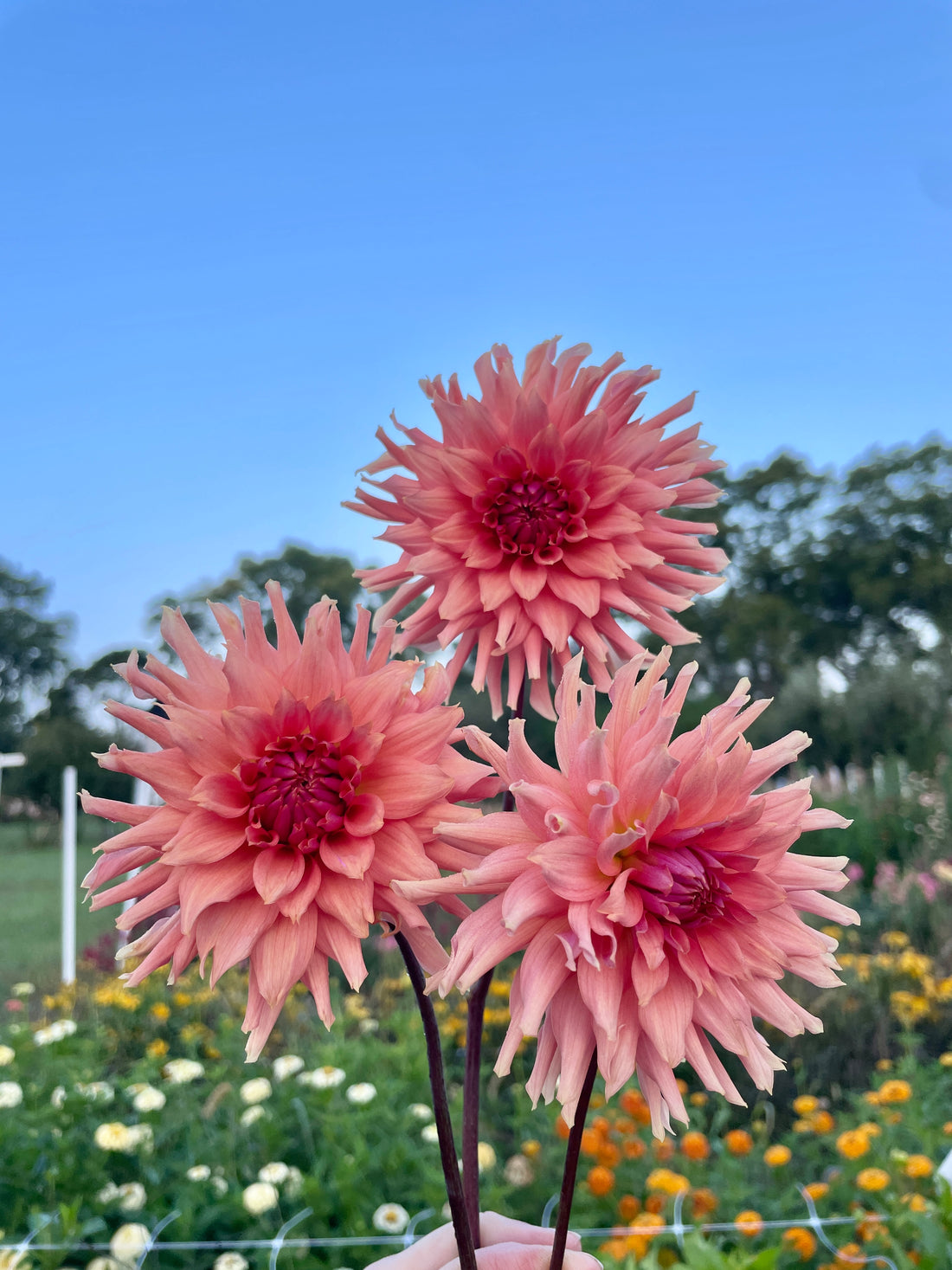 Terracotta Dahlia Tuber