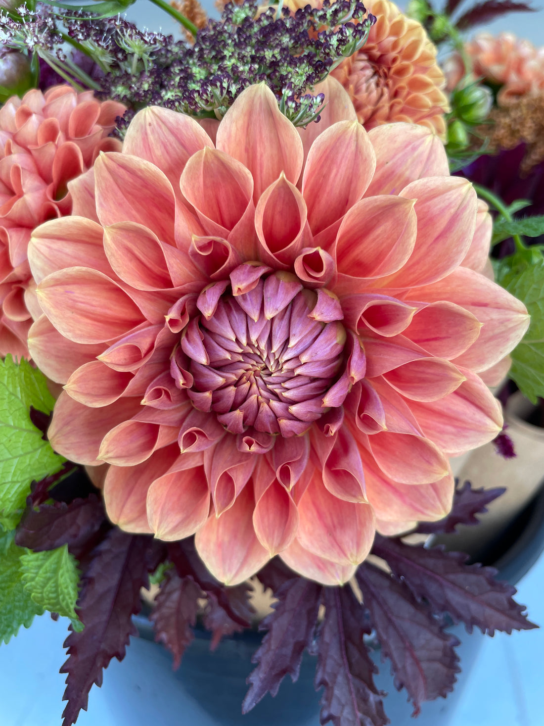 Hy Patti Dahlia Tuber