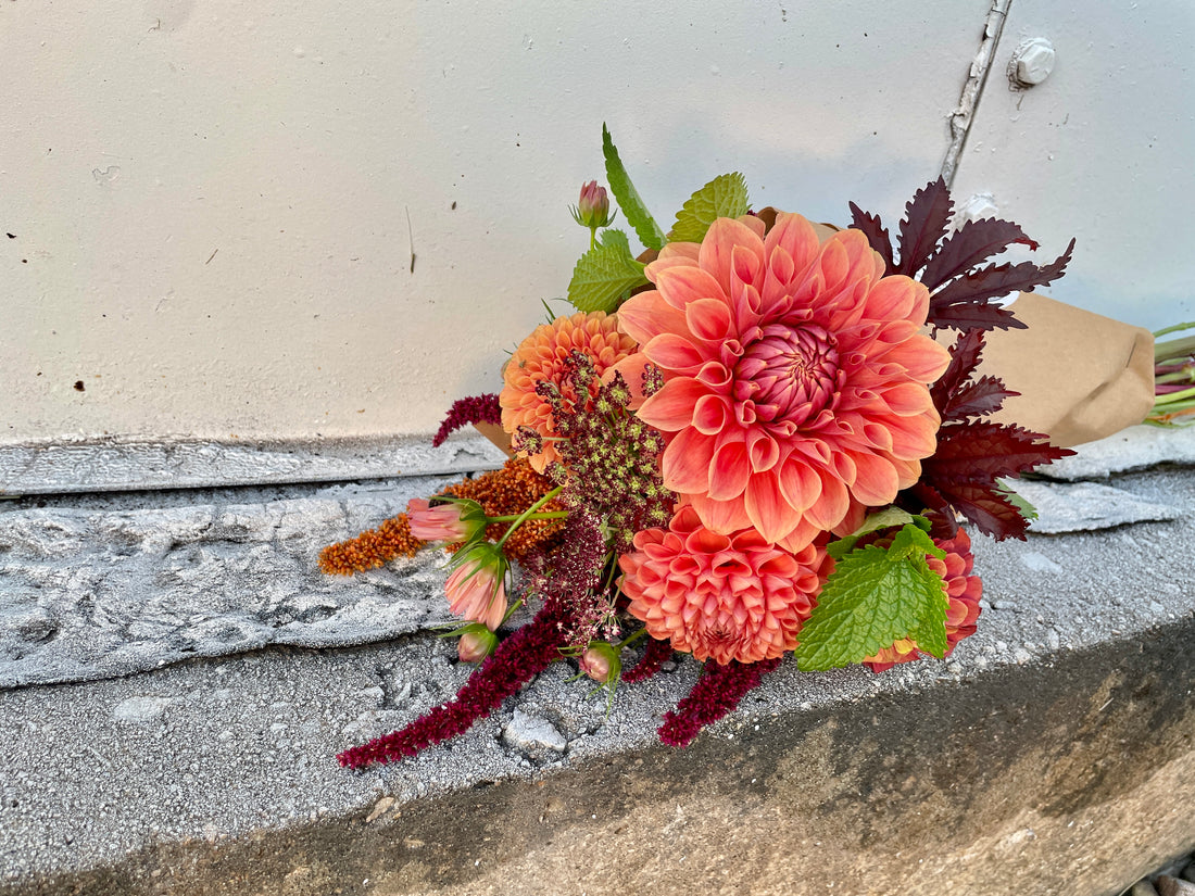 Hy Patti Dahlia Tuber