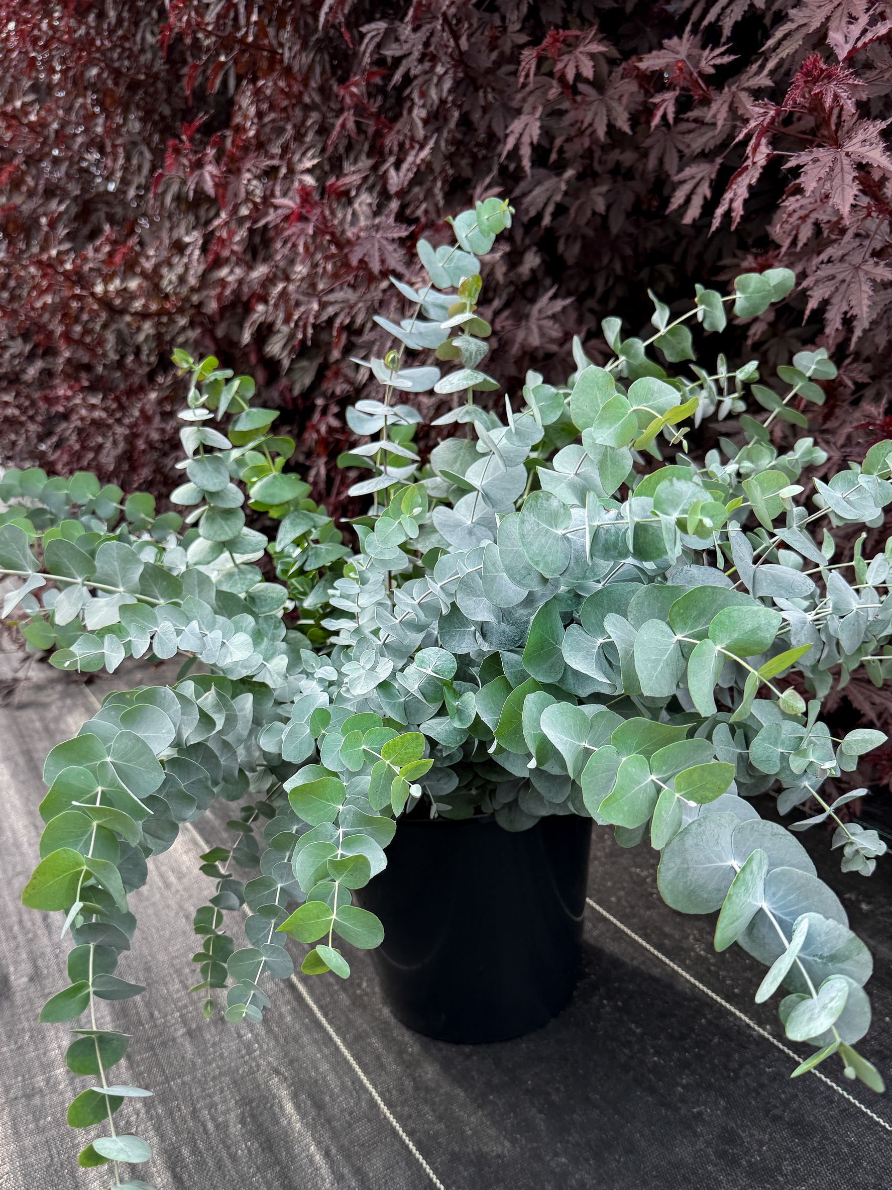 Eucalyptus -- Fresh Cut, Locally Grown