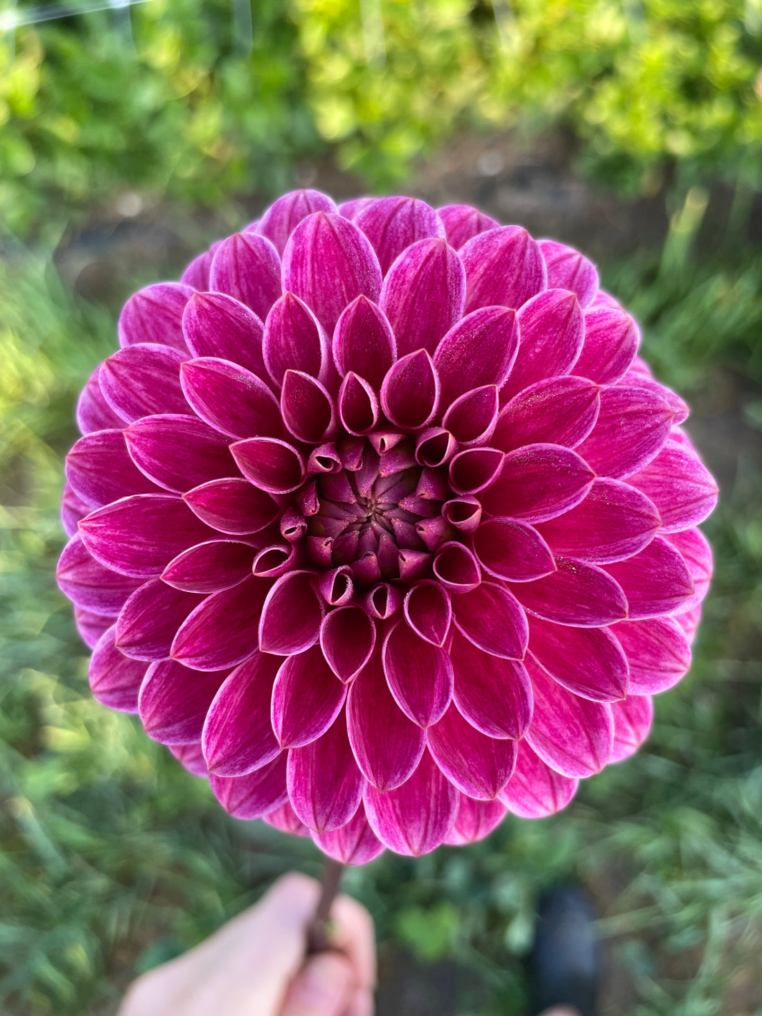 Rosie Jo Dahlia Tuber