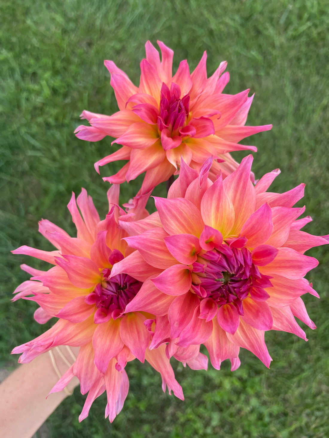 Just Peachy Dahlia Tuber
