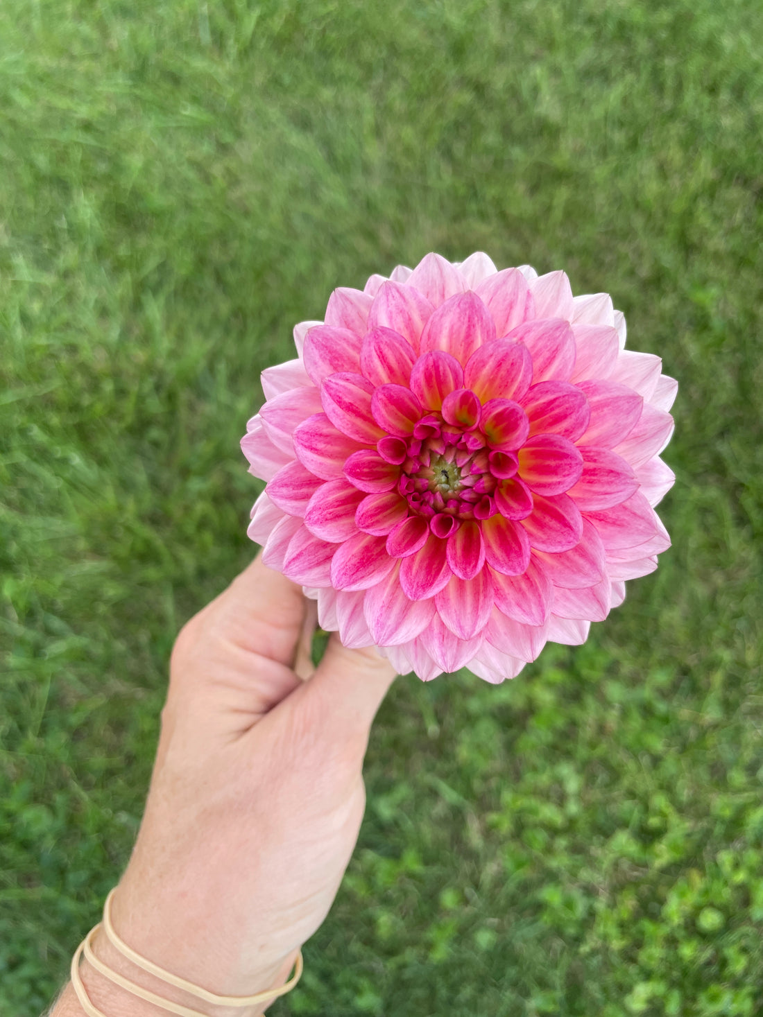 Jabberbox Dahlia Tuber