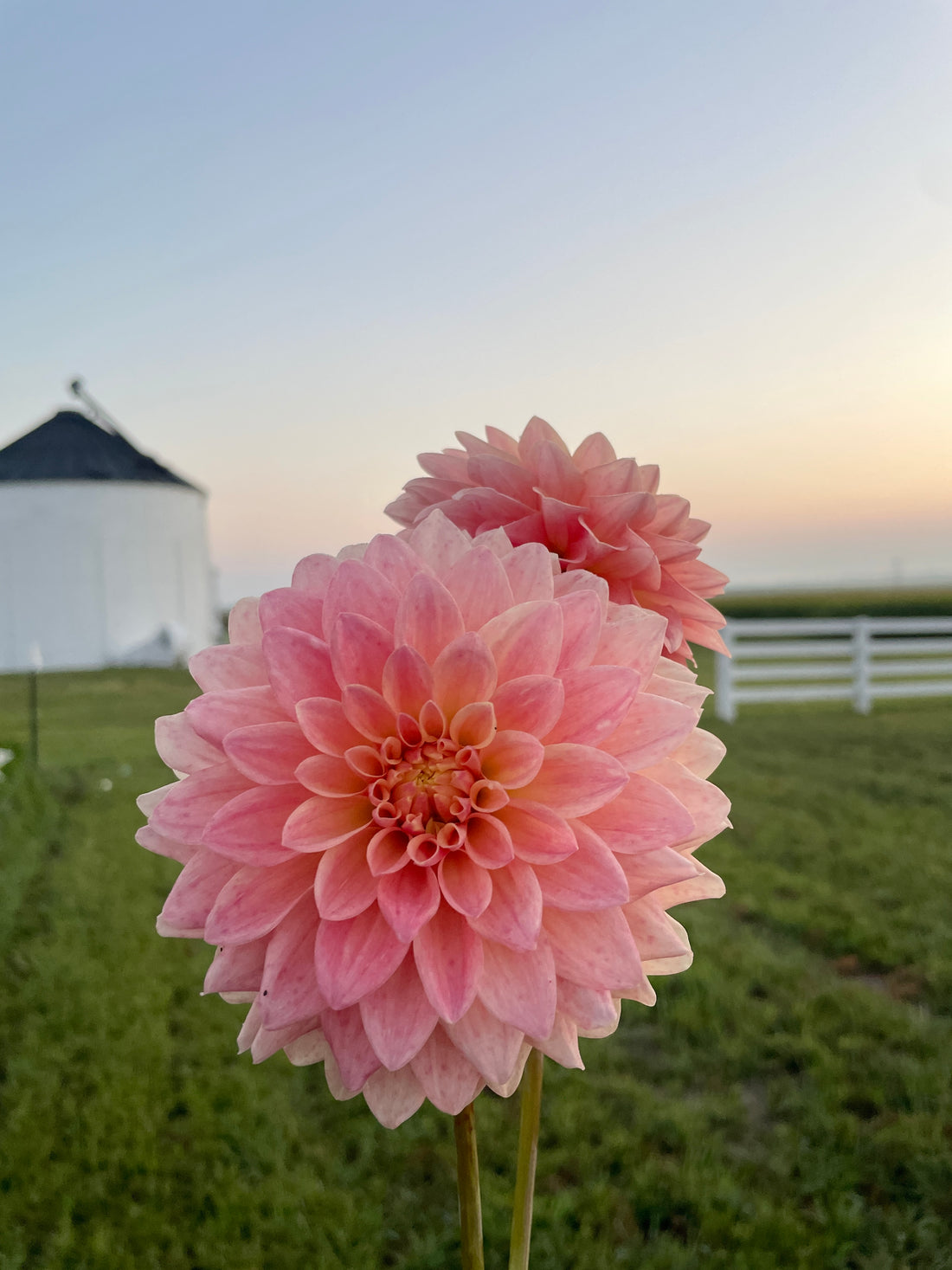 Hamilton Lillian Dahlia Tuber