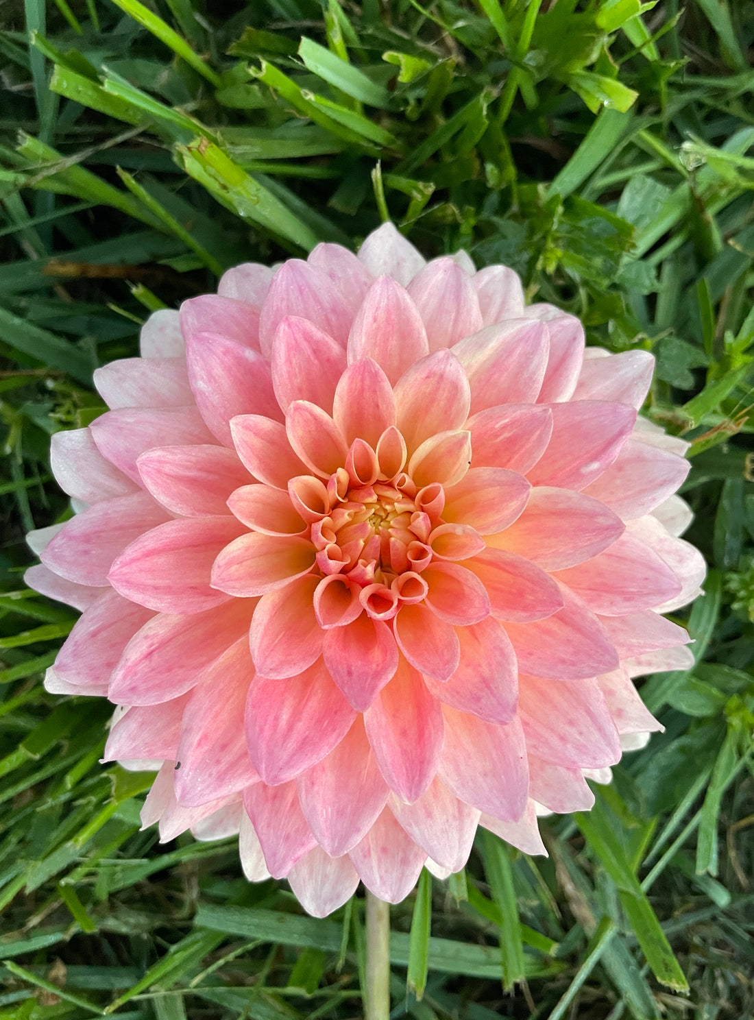 Hamilton Lillian Dahlia Tuber