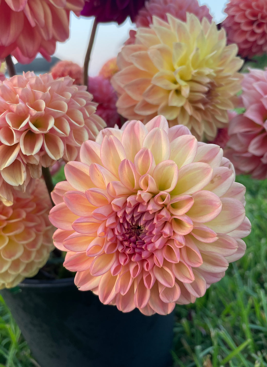 Lark's Ebbe Dahlia Tuber