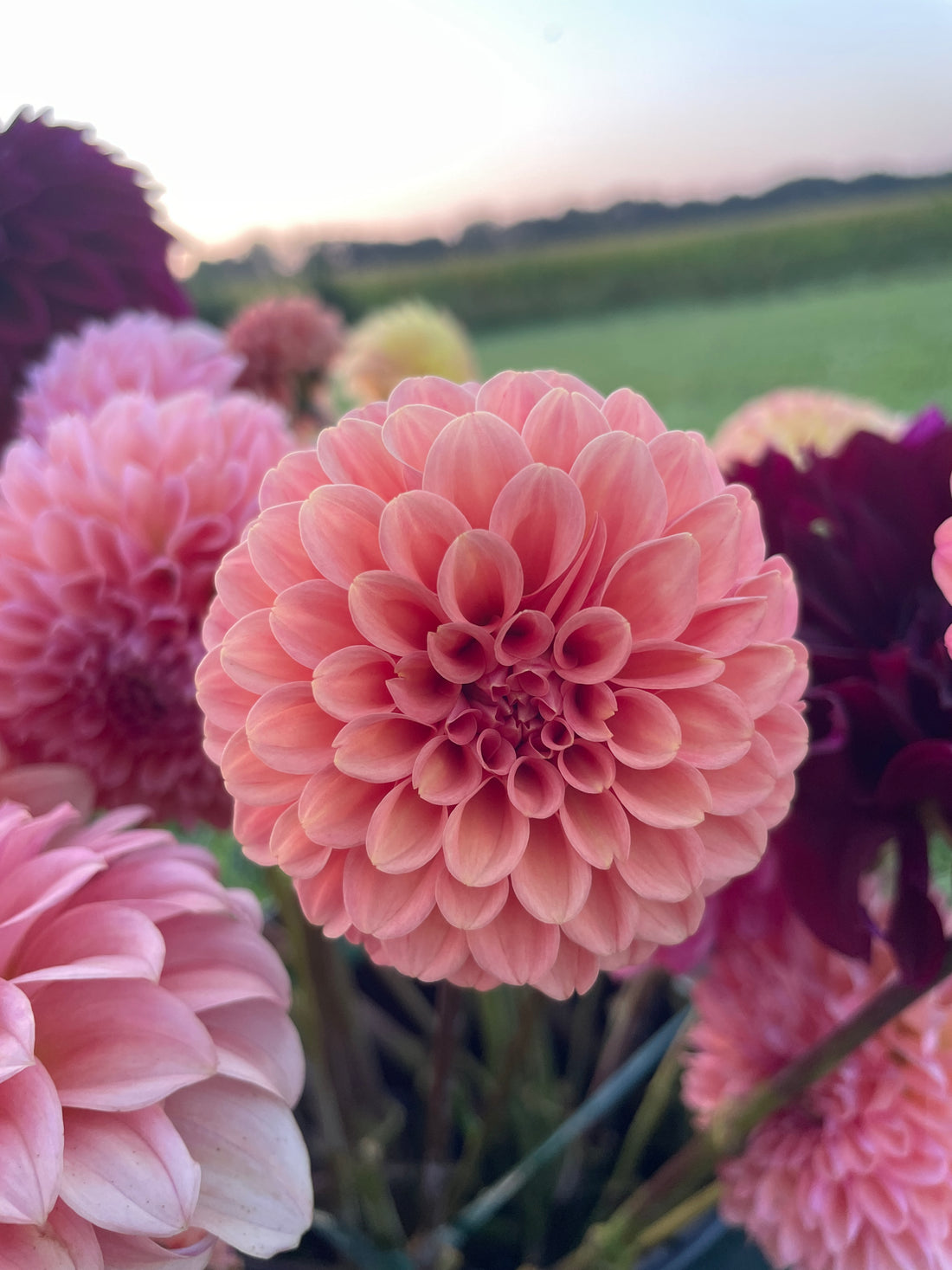 Rose Toscano Dahlia Tuber
