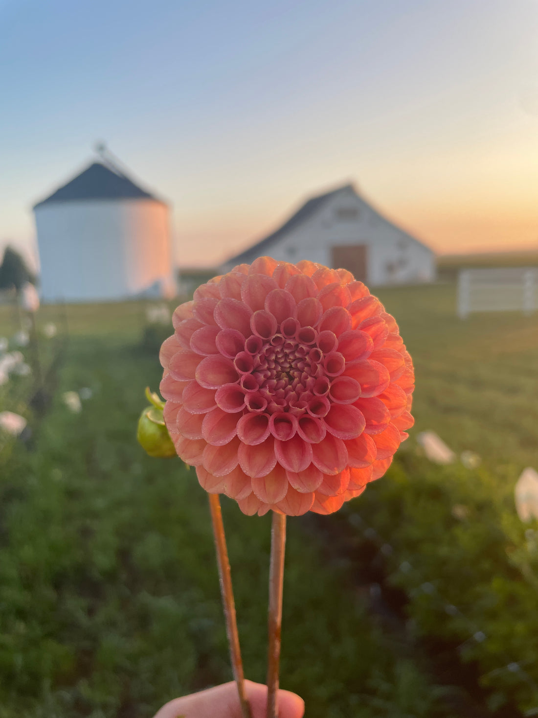 Rose Toscano Dahlia Tuber