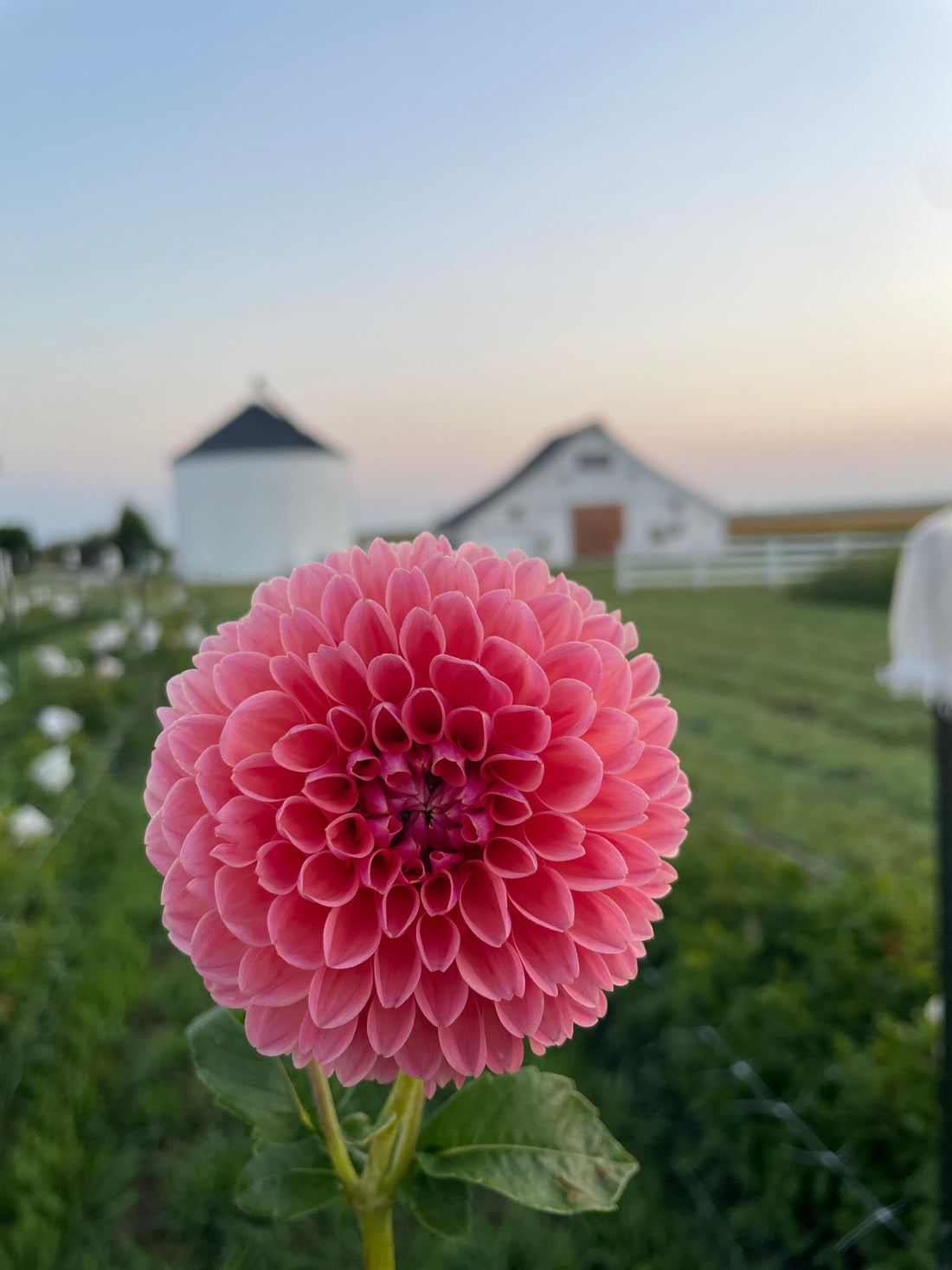 Linda's Baby Dahlia Tuber