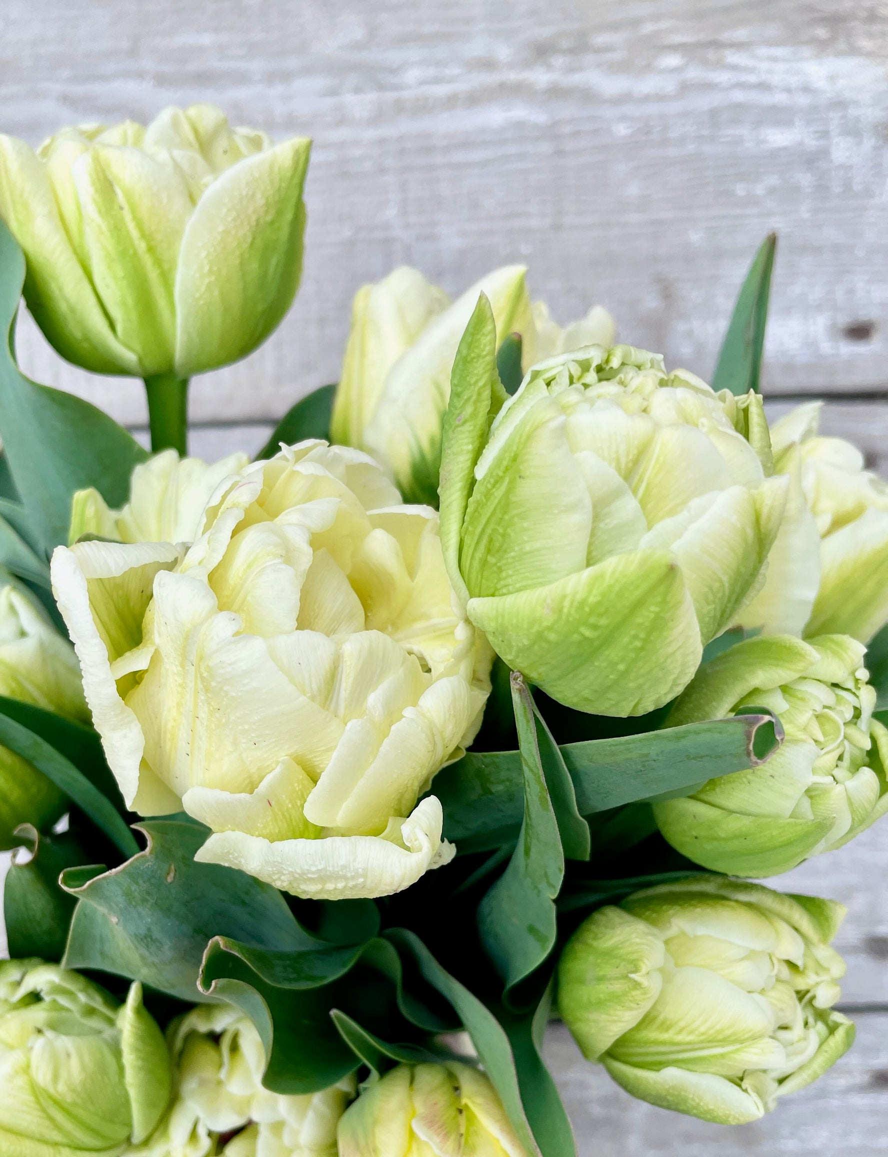 Tulip Bulbs Mount Tacoma Double