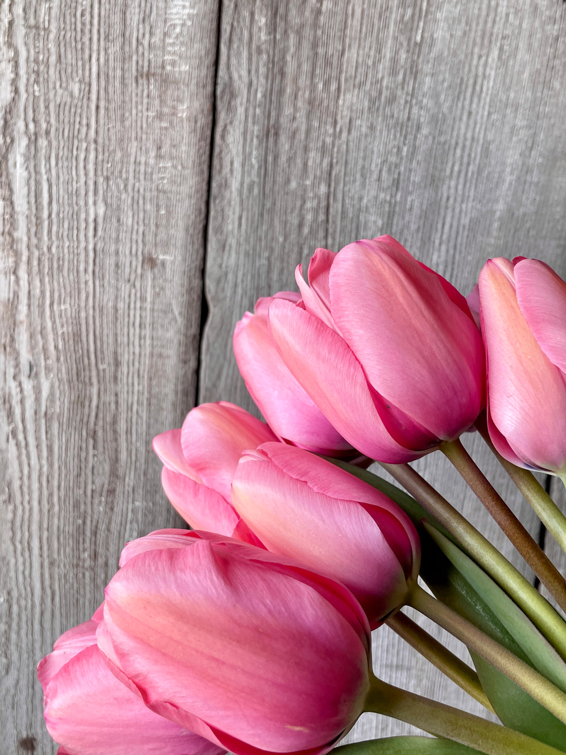 Tulip Bulbs Pink Impression