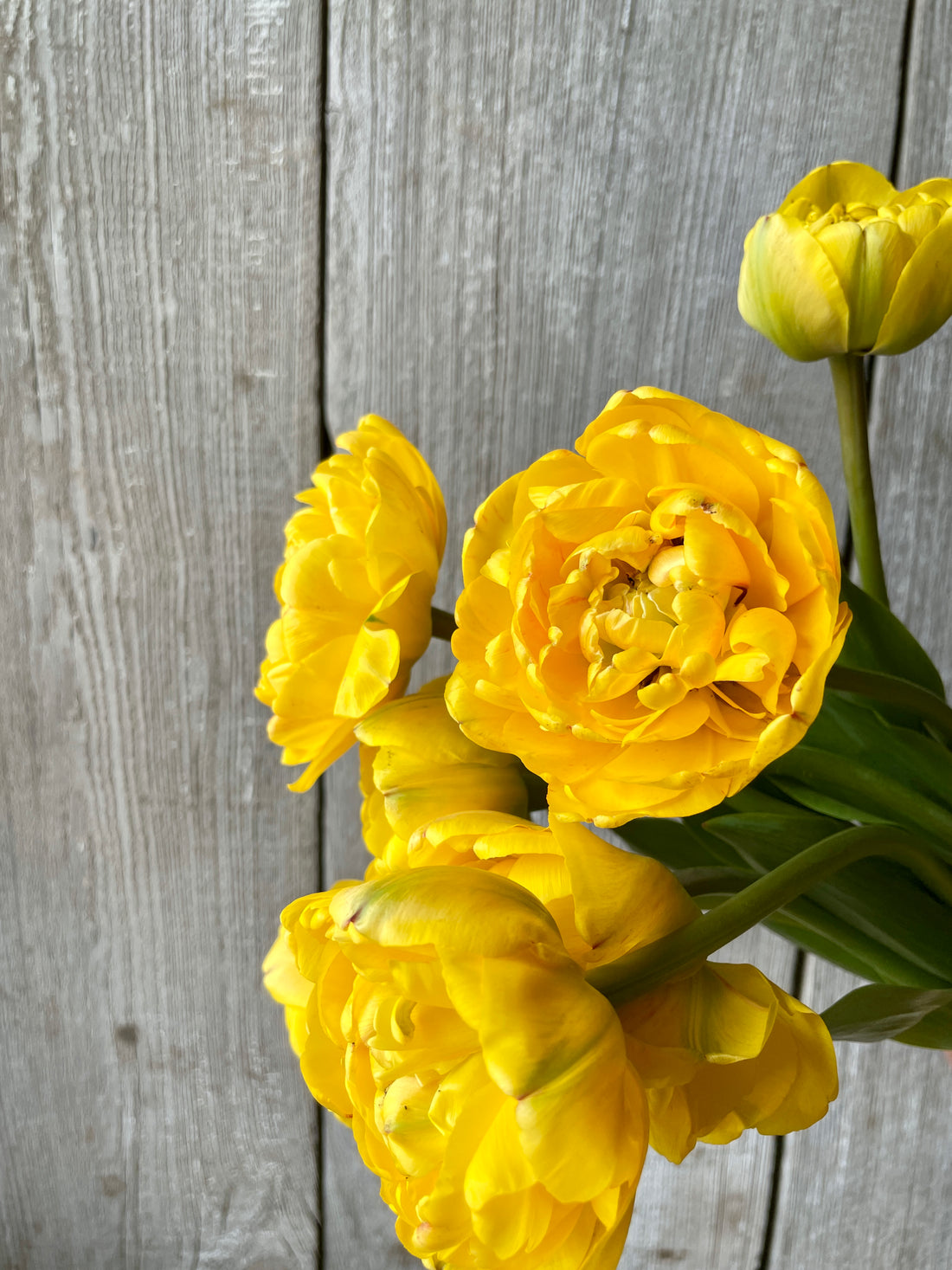 Tulip Bulbs Double Yellow Pomponette