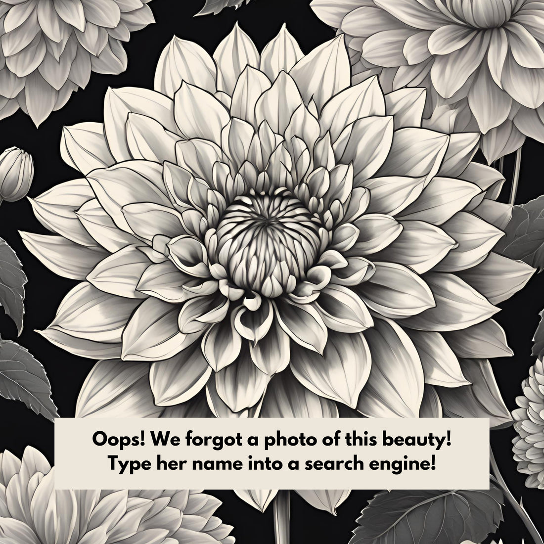 Coseytown Bounty Dahlia Tuber