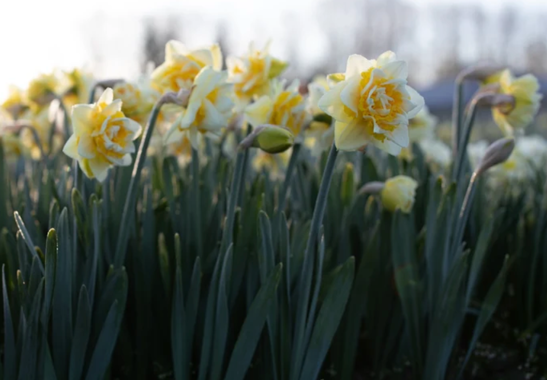 Daffodil Bulbs Manly