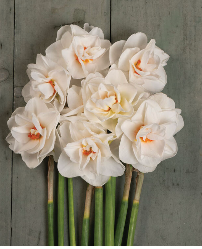 Daffodil Bulbs Acropolis