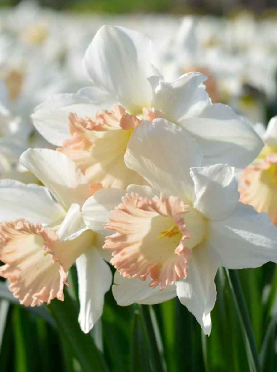 Daffodil Bulbs British Gamble