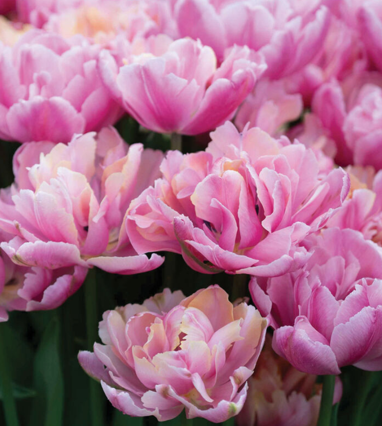 Tulip Bulbs Pink Star- Peony Tulip