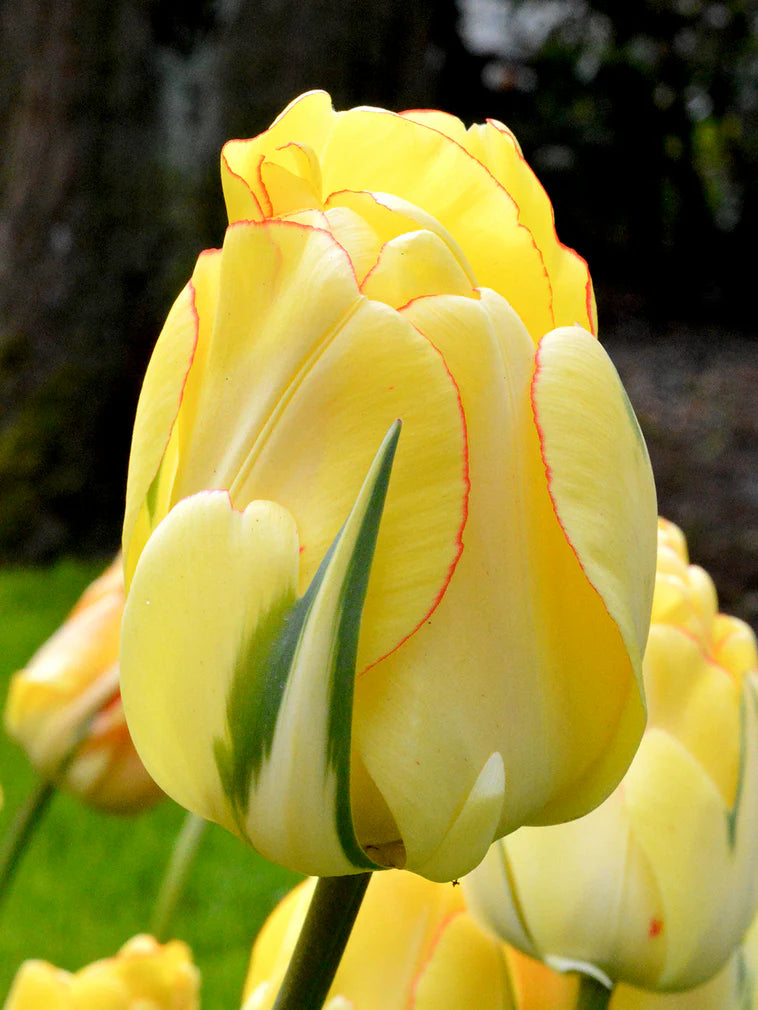 Tulip Bulbs Akebono