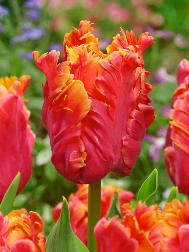Tulip Bulbs Amazing Parrot