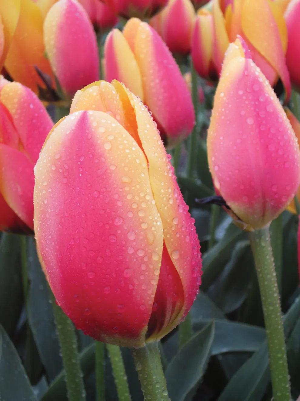 Tulip Bulbs World Peace